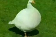 娱乐吃瓜鹅鸭视频